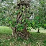 Coussapoa villosa 形态