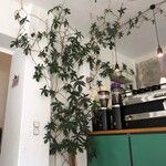 Philodendron pedatum Хабит