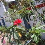 Jatropha integerrima Flower