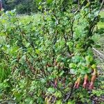 Ribes divaricatumCvet