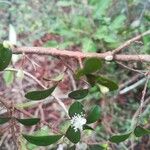 Eugenia horizontalis Flower