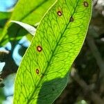 Microgramma squamulosa Leaf