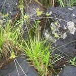 Cyperus haspan Blad