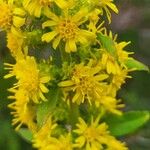 Solidago puberula