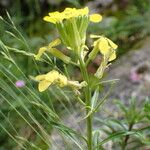 Erysimum duriaei