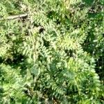 Coronilla viminalis Hoja