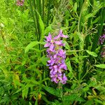 Lythrum salicaria Цвят