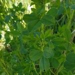 Medicago coronata Leaf