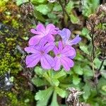 Erinus alpinus Flor