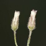 Erigeron divaricatus Blomst