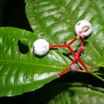 Miconia lateriflora Fruit