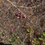 Brassica fruticulosa Kvet