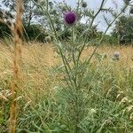 Cirsium eriophorum عادت داشتن