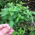 Mentha longifolia List