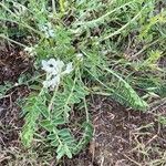 Astragalus depressus Costuma