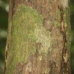Lecythis persistens Kabuk