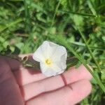 Convolvulus lineatus Flower