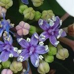 Hydrangea serrata Кветка