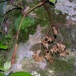 Begonia glabra Egyéb