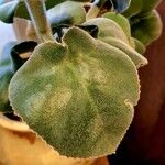 Kalanchoe beharensis List