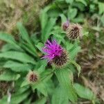 Centaurea phrygiaFlor