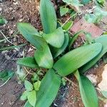 Haemanthus coccineus पत्ता