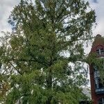 Metasequoia glyptostroboides ശീലം