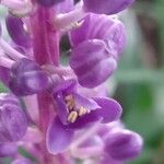Liriope muscari Λουλούδι