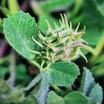 Medicago rigidula Плод