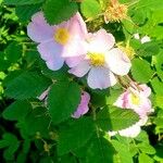 Rosa woodsii Blüte