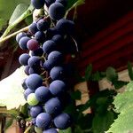 Vitis vinifera 果實