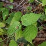 Circaea lutetiana Leaf