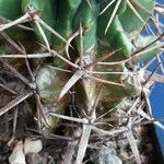Ferocactus herrerae Foglia