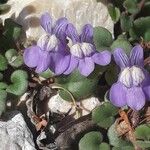 Cymbalaria pallida 花