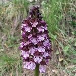 Orchis purpureaBlüte