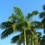 Roystonea regia Hábito