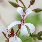 Pelargonium odoratissimum Blüte