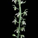 Notylia aromatica Flor