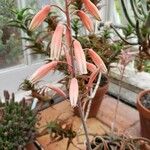Aloe pseudoparvula Flower
