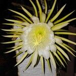 Hylocereus trigonus Blüte