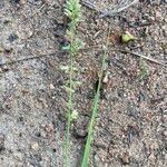 Eragrostis elongata ശീലം