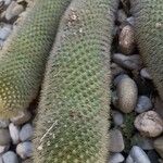 Cleistocactus winteri Leaf