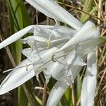 Pancratium maritimum Flower