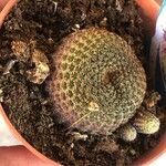 Rebutia minuscula List