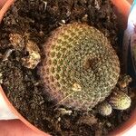 Rebutia minuscula Листок