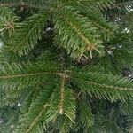 Abies nordmanniana Leht