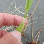 Phragmites karka പുറംതൊലി