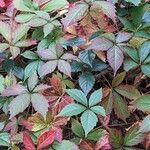 Parthenocissus quinquefolia Агульны выгляд