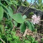 Dais cotinifolia Blüte