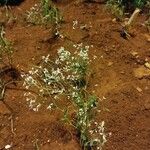 Chamaesyce hypericifolia Цвят